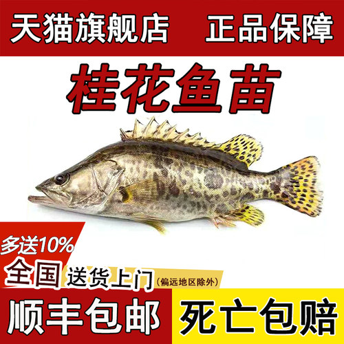 鳜鱼苗桂鱼苗桂花鱼淡水养殖食用大规格翘嘴贵鱼路亚凶猛鱼苗