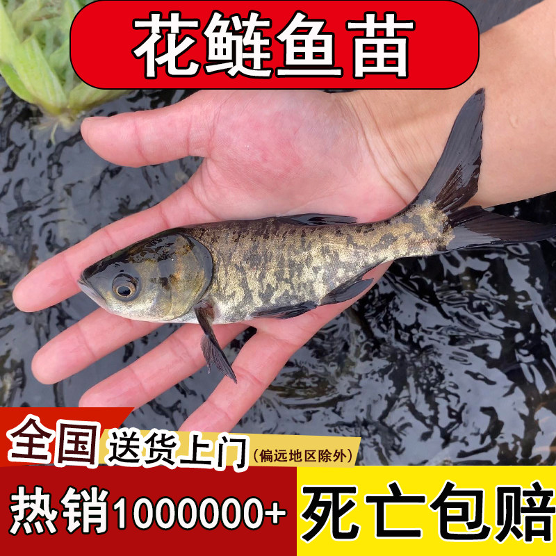 大头鱼苗花鲢鱼苗淡水养殖批活体饲料鲢鳙鱼苗胖头鱼雄鱼黑鲢白鲢