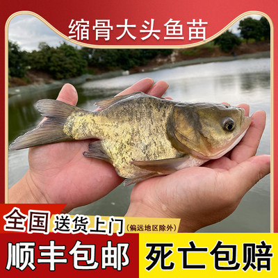 缩骨大头花鲢鱼苗淡水养殖批发