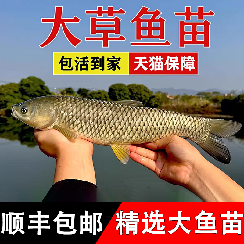 优质草鱼淡水养殖活鱼苗