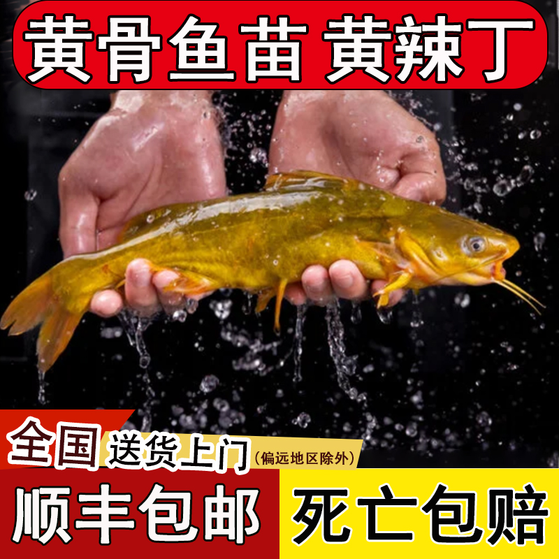 黄骨鱼苗黄辣丁鱼苗淡水养殖批发