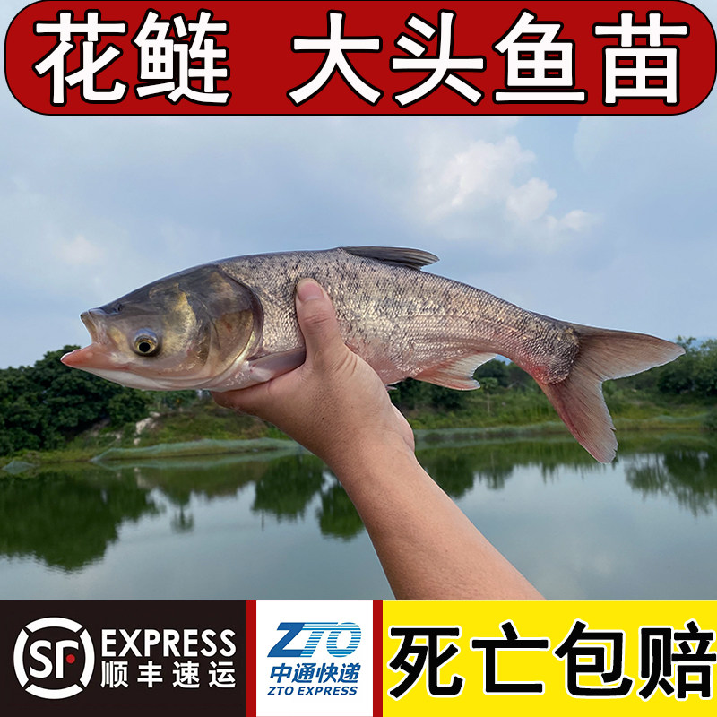大头鱼苗鳙鱼淡水养殖
