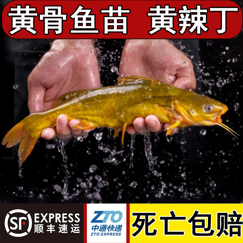 黄骨鱼苗黄辣丁鱼苗淡水养殖食用黄丫头黄鸭叫昂刺黄颡饲料鱼批发,宠物/宠物食品及用品,鱼,淘宝优惠券,粉丝福利购,淘宝优惠卷