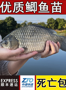 鲫鱼苗特大中科35号鲫鱼白鲫鱼湘云工程黄金鲫鱼苗土鲫鱼饲料批发