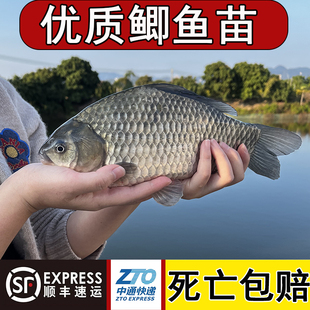 鲫鱼苗特大中科35号鲫鱼白鲫鱼湘云工程黄金鲫鱼苗土鲫鱼饲料批发