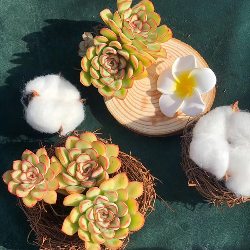 原始花月夜价格 原始花月夜图片 星期三