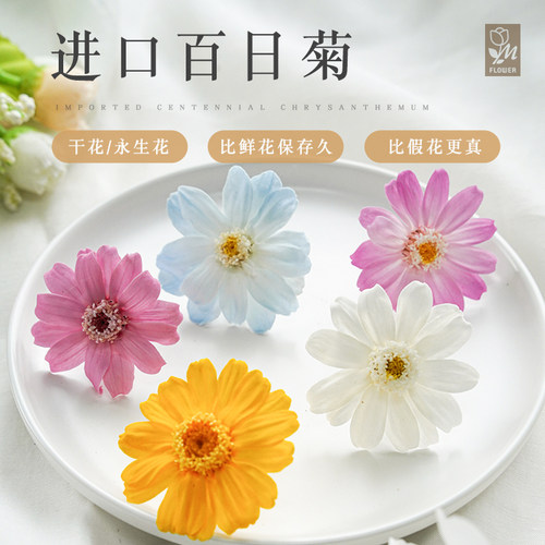 进口日本大地农园小星花小雏菊