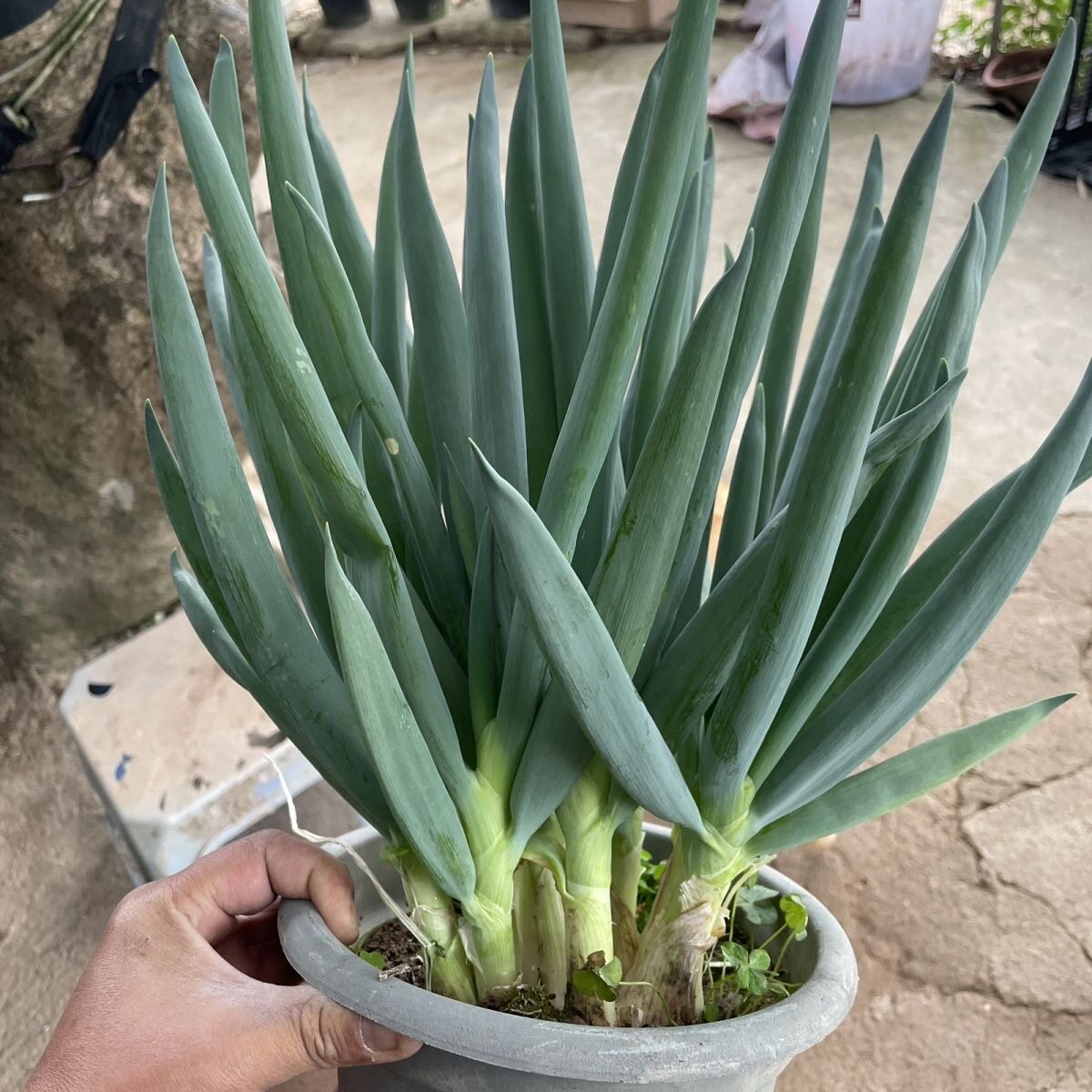 闽南风葱漳州风葱泉州风葱厦门风葱天葱楼仔葱进屋葱止咳特色绿植 - 实物图