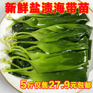 海带苗嫩苗脆嫩新鲜盐渍5斤小海带三秒火锅配菜凉拌菜荣成海带芽