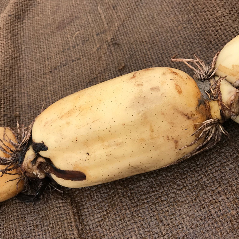 当季农家种植营养400g鲜甜莲藕