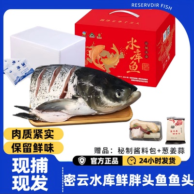 现捕现发胖头鱼鱼头肉质紧实