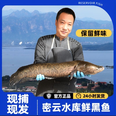 密之蓝天开河黑鱼现捕现发