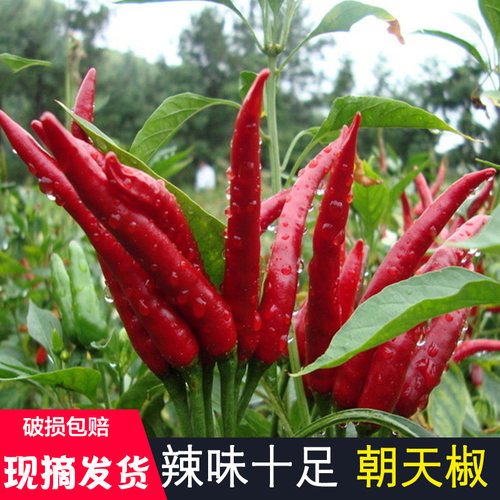 农家自产，菜园直发