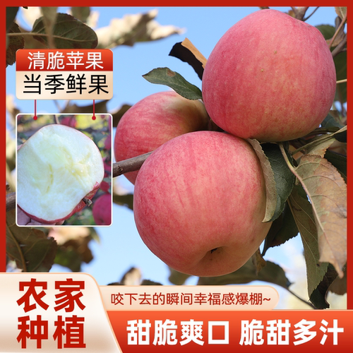 密之蓝天密云富士苹果脆甜多汁