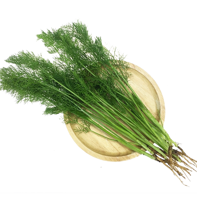 密之蓝天时令蔬菜茴香