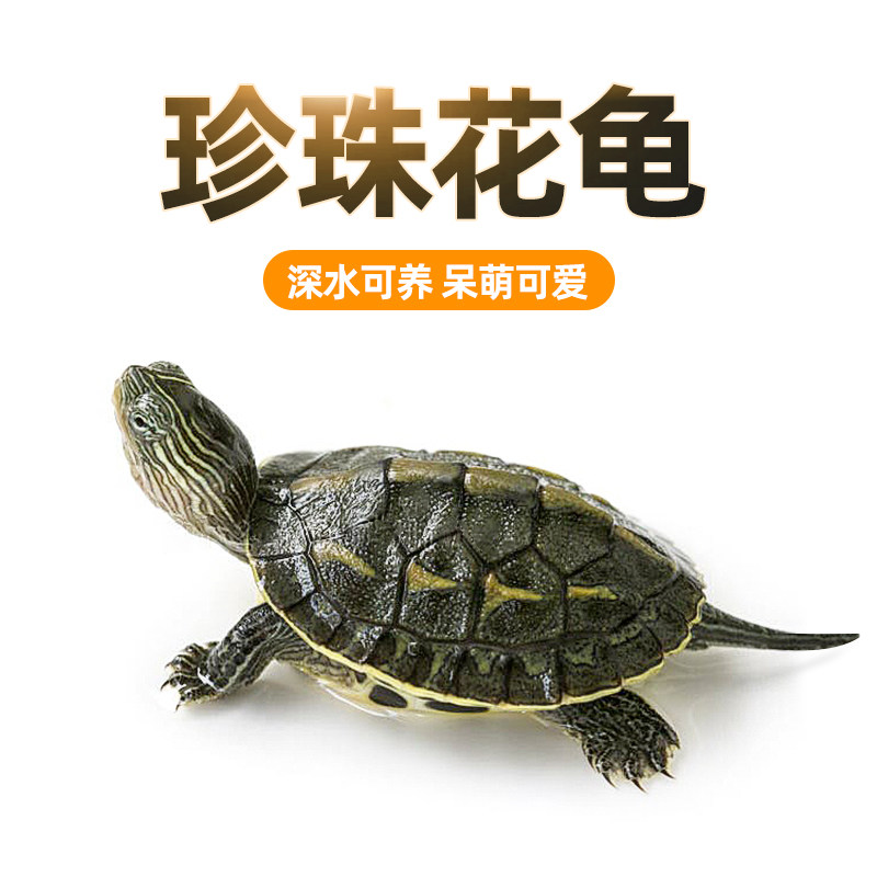 小乌龟活物珍珠龟中华草龟巴西龟活体宠物花龟好养耐活龟苗观赏龟