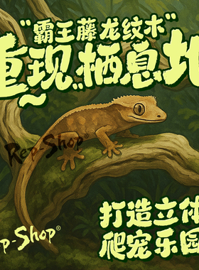 爬宠造景木霸王藤木树蛙鬃狮蛇睫角守宫攀爬木树枝雨林缸树栖藤条