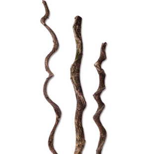 爬宠造景木饲养箱造景树藤睫角树蛙蛇攀爬藤条树栖宠物箱景观装饰