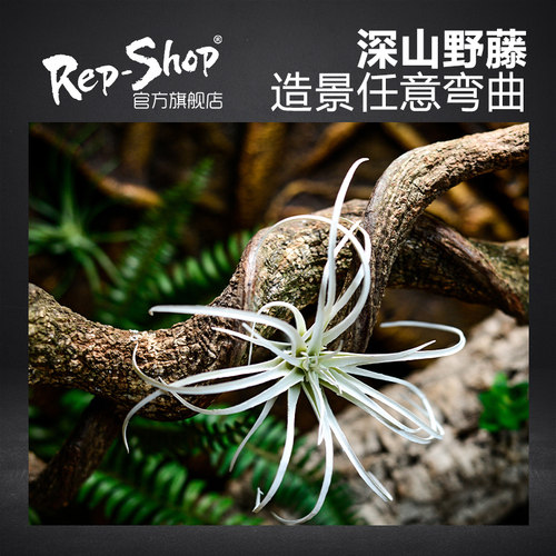爬宠造景木睫角树蛙蛇攀爬藤条