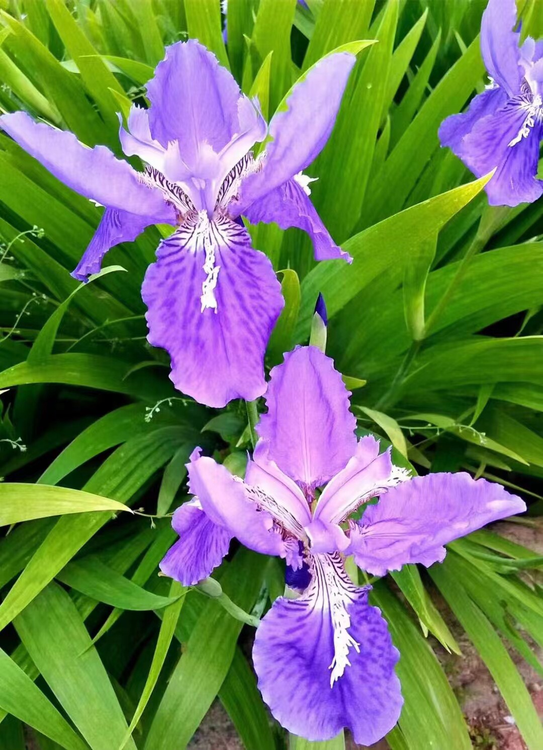 耐寒宿根花卉紫花鸢尾蓝蝴蝶庭院