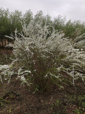 拍一发5耐热寒二年小苗丁香喷雪花红花王子锦带皮实好养易