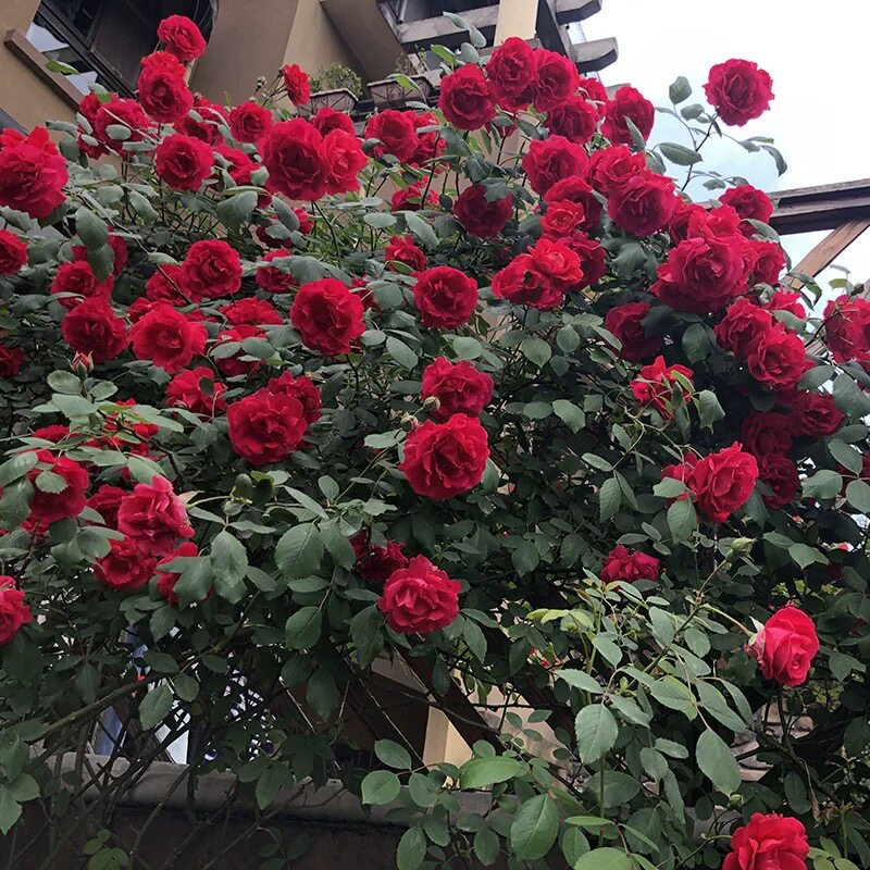 东北耐寒月季花苗庭院室外地栽盆栽好养易活寒红鲁硕红绒霞爬藤图片