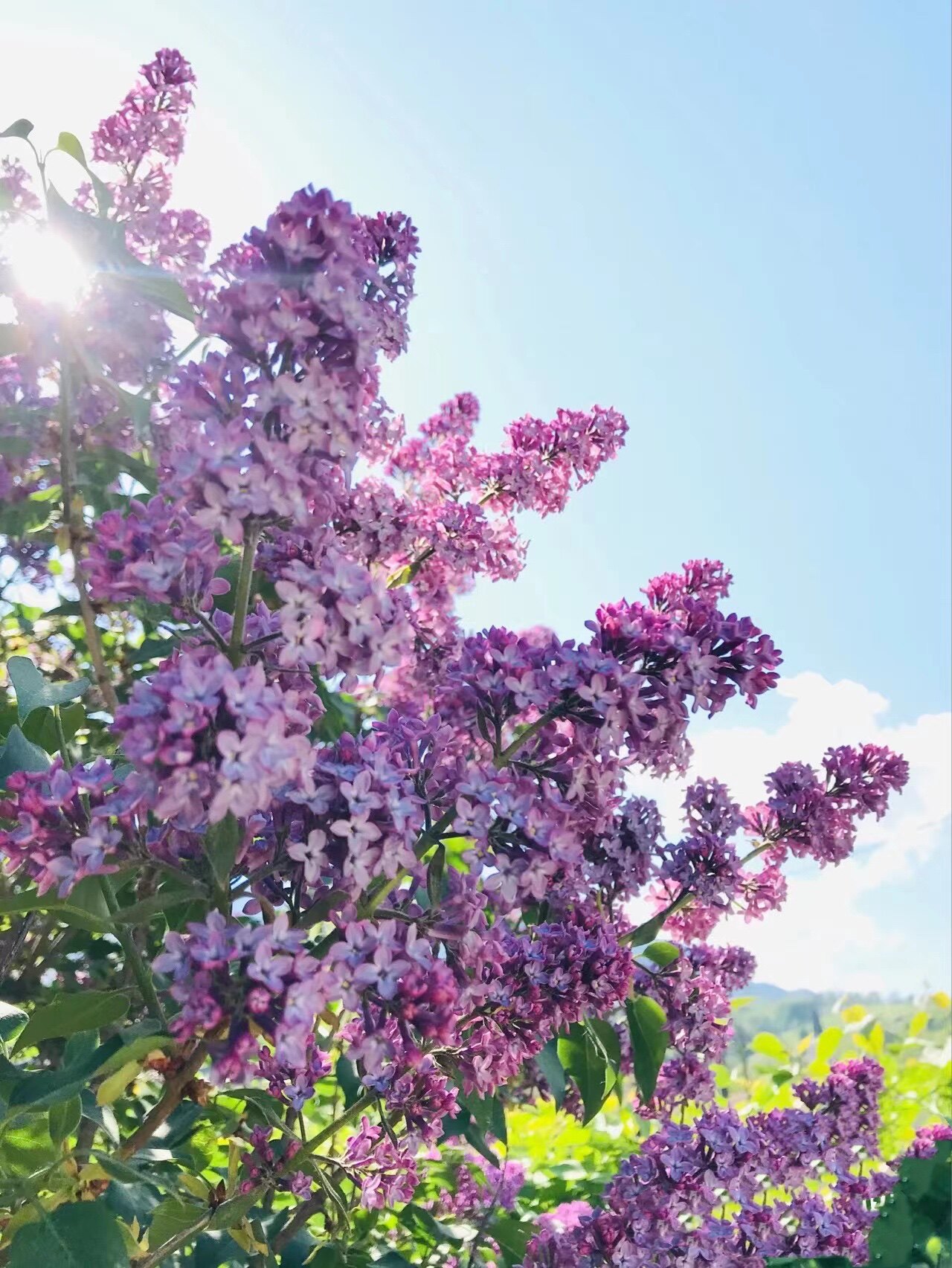 耐寒紫丁香花卉庭院室外观叶地栽多年生植物易活好养灌木树苗绿化