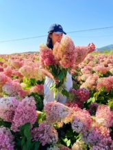 晓荷的花园大花圆锥绣球香草草莓东北地栽苗耐寒耐热盆栽好养易活