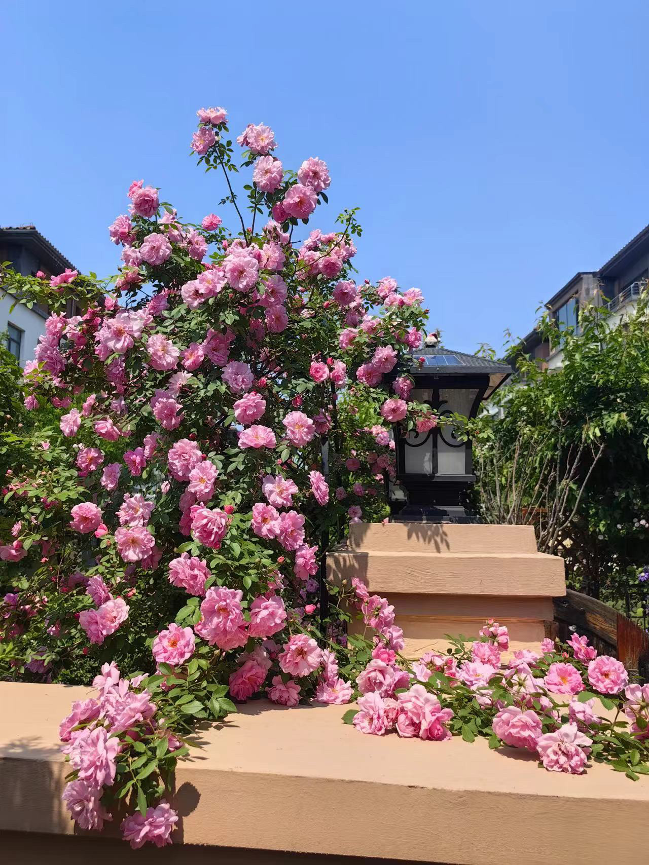 粉蝶月季抗寒爬藤寒粉一号室外无防护过冬东北方耐寒植物拍一发三