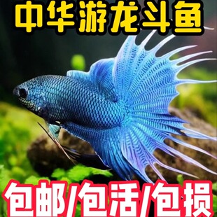 中国斗鱼游龙无纹蓝帝王蓝活体活鱼淡水冷水好养免加温加氧精品鱼