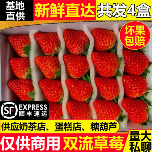 新鲜盒装同城批发包邮双流冬草莓