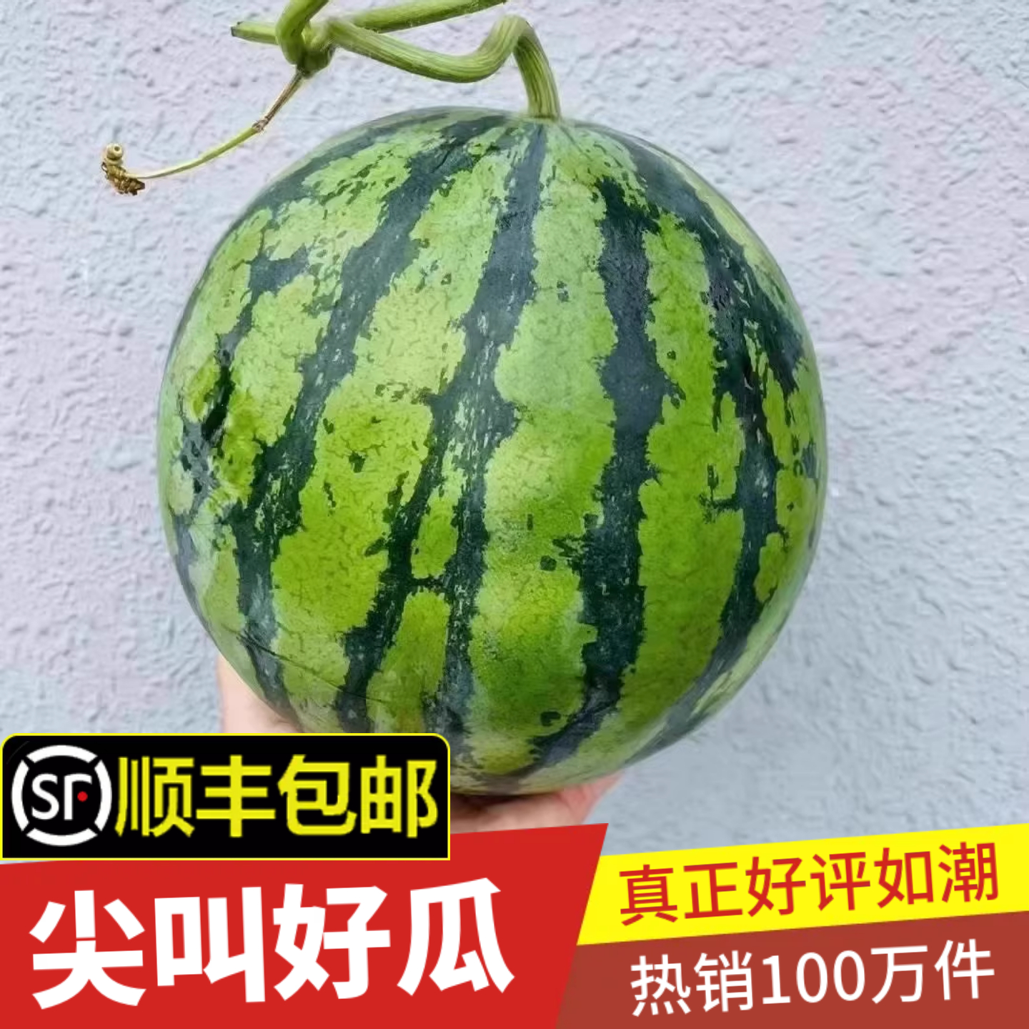 頭茬上海南匯果園8424品種黑籽西瓜脆甜新鮮水果麒麟薄皮原苗順豐