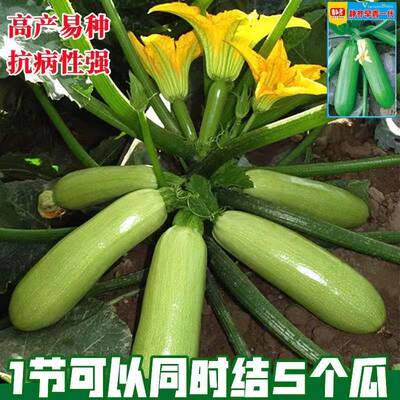 西葫芦种子籽早春早熟高产抗寒抗病毒葫芦瓜绿皮油亮耐热角瓜种孑