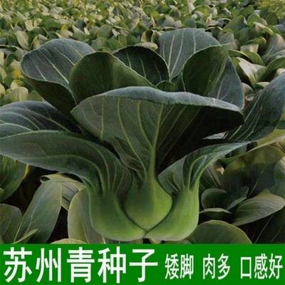 苏州青黑大头菜籽青菜种子原装大叶黑叶油亮矮脚上海青菜蔬菜种孑