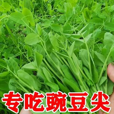 豌豆苗种子专吃叶豌豆尖种籽多次采收水培无须豌豆春夏秋冬播种子