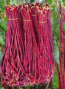 种子春秋红豆角种子紫色长豆角长豇豆高产耐热耐寒红色架豆角四