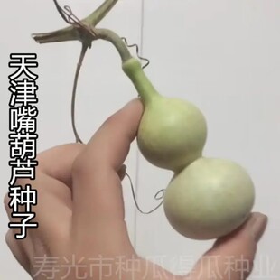 天津嘴手捻文玩小葫芦天然特小草里金葫芦种子籽种种植盆栽