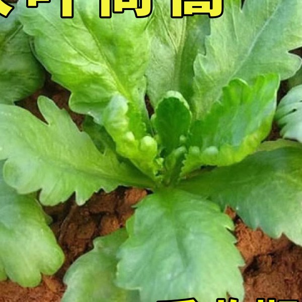 大叶茼蒿种子皇帝菜茼蒿菜籽菜种四季春季筒篙农家蔬菜种籽孑黄帝