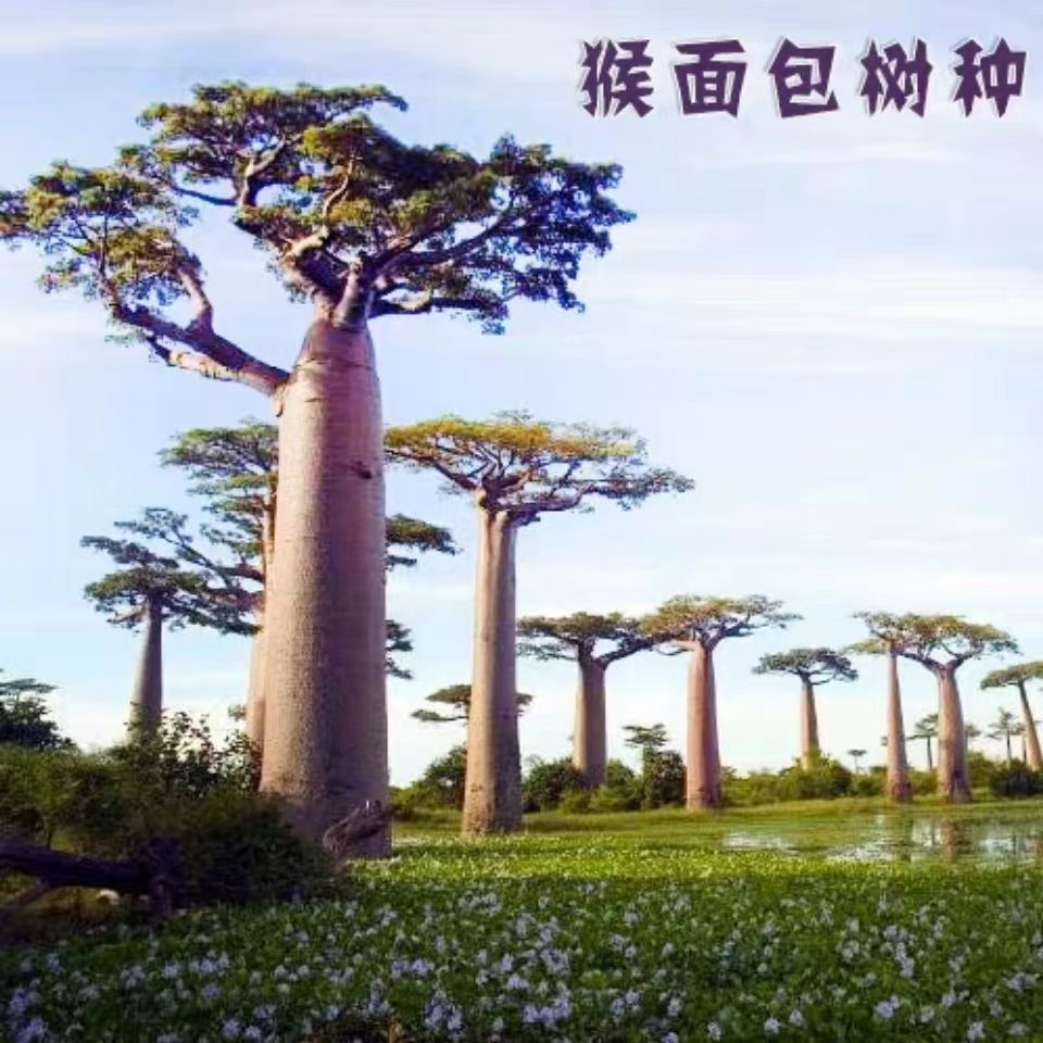 猴面包树种子多肉植物种子  猴面包果实波巴布树