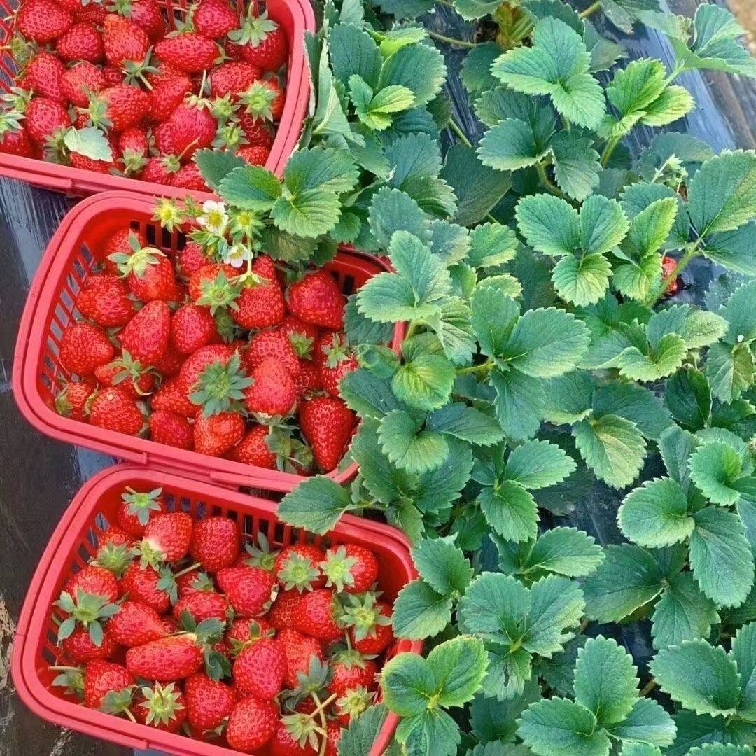 【奶油草莓种子】四季播种好养活草莓盆栽阳台庭院水果蔬菜种子