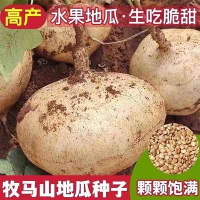 牧马山地瓜种子早熟水果地瓜沙葛凉薯土瓜春播四季种籽蔬菜种孑