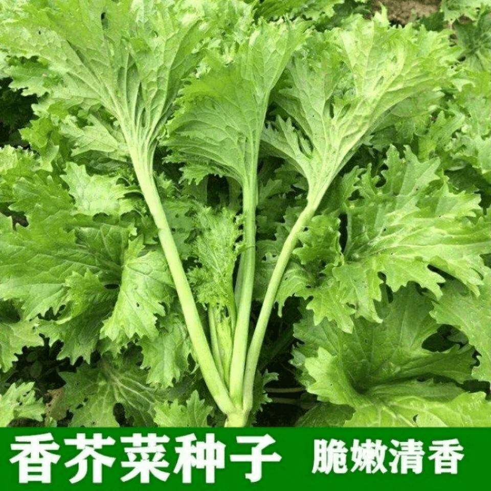 香芥菜种子四季爽口香菜种子重庆青香菜种子香叶饺子菜春秋冬蔬菜