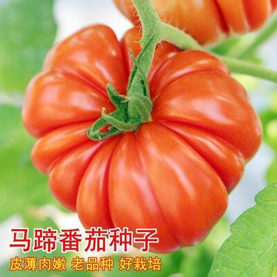 老品种沙瓤爆甜马蹄番茄苗秧丑柿子黑牛排巨型西红柿种子盆栽阳台