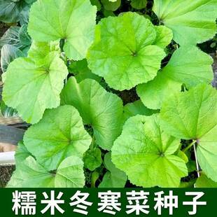 糯米冬寒菜种子苗儿童高钙菜种籽耐寒苋菜马蹄菜盆栽四季蔬菜种子