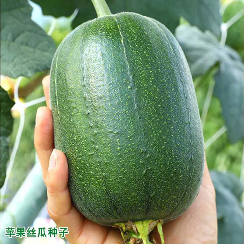 【台湾苹果丝瓜种子20粒】菜丝家庭园艺种子