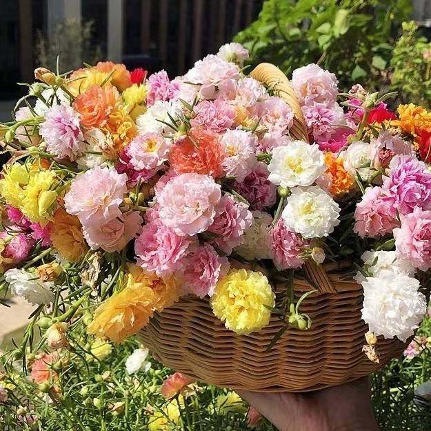 混色太阳花种子易活好种阳台庭院四季可种不断七彩易活矮花卉