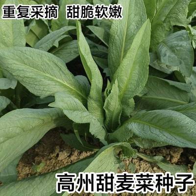 高州唛甜麦菜种子广东油麦菜种籽苦麦菜耐热高产四季蔬菜种子大全