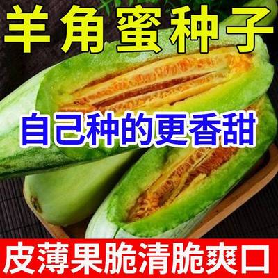 羊角蜜甜瓜种籽羊角大果甜青皮薄皮香瓜春夏四季瓜类种子大全