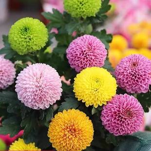 【乒乓菊菊花种子】花籽球行四季易种活室内外阳台鲜花盆栽种子