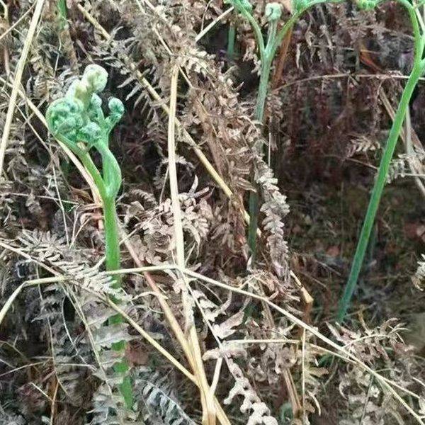 野生蕨菜种子 生厥菜拳头菜 如意菜野山菜猫爪菜龙头菜撅菜种籽
